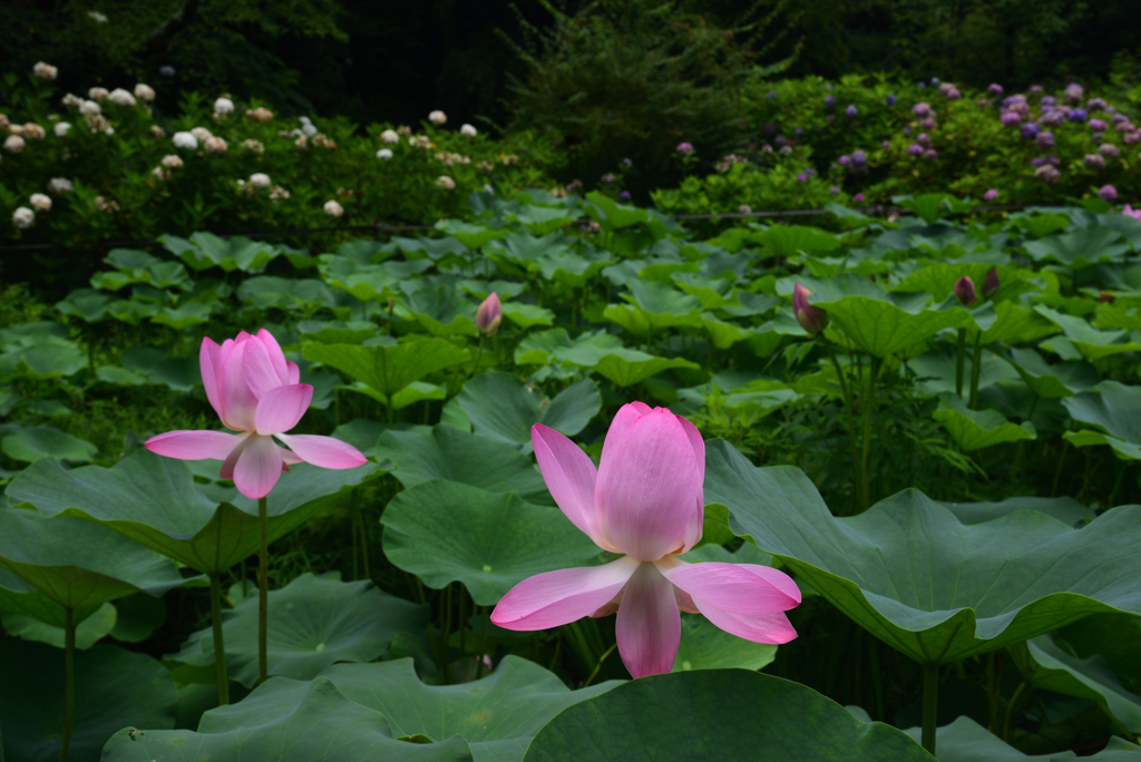 200712京都植物園16