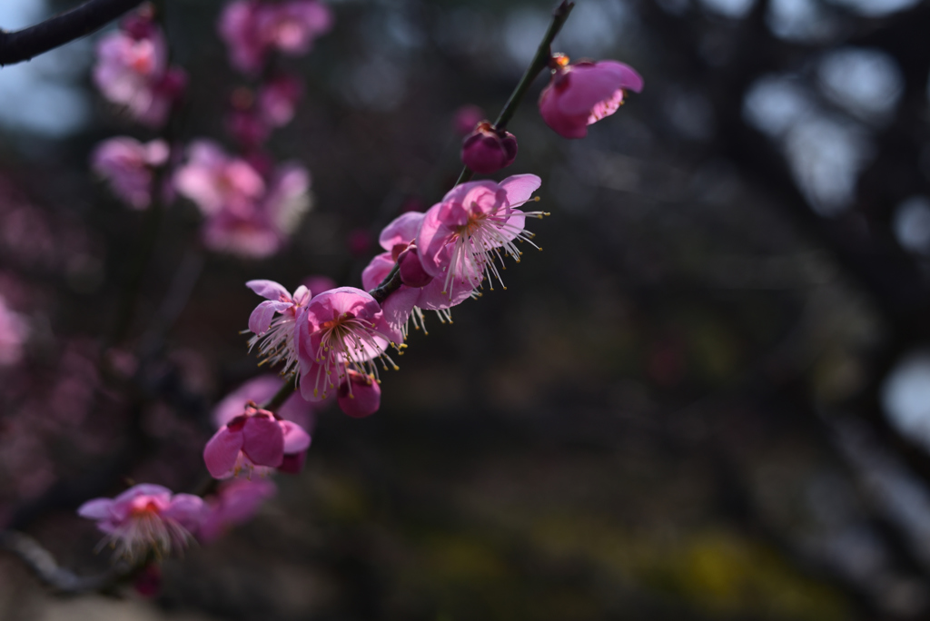 190221長居植物園12春の宴