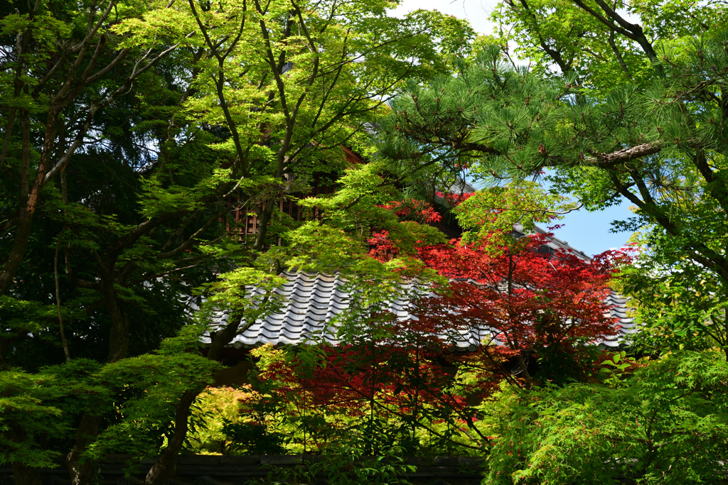 230616d東福寺40