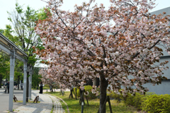250418c梅小路公園10