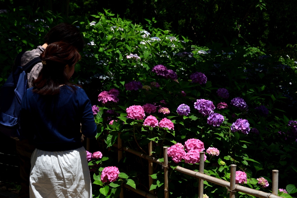 180616万博公園36+