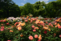 220518京都植物園58AnneFrank