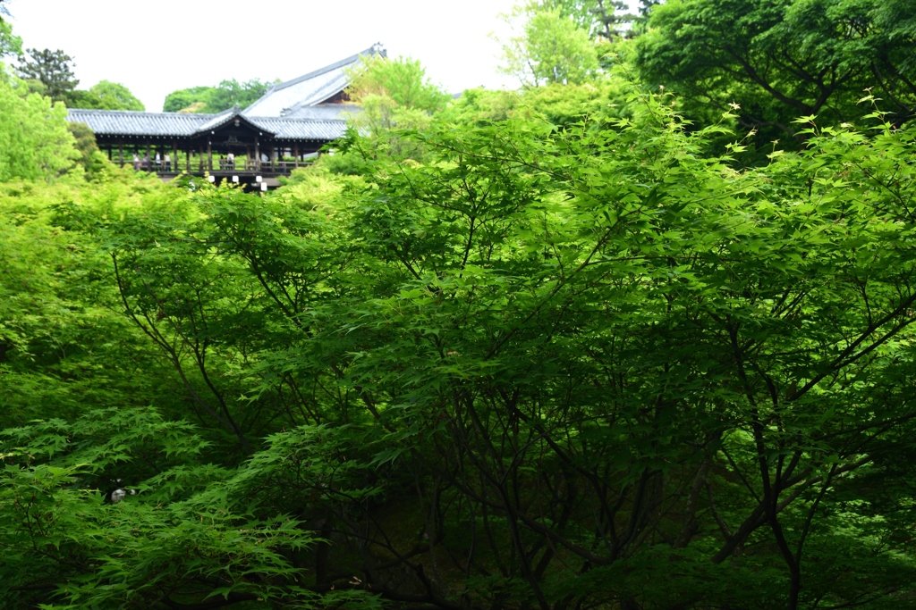 180430d東福寺57+