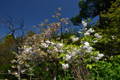 210410a梅宮大社07