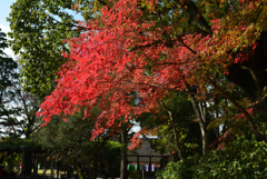 191116a上賀茂神社13