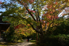 231102c西明寺09