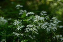 240914京都植物園29