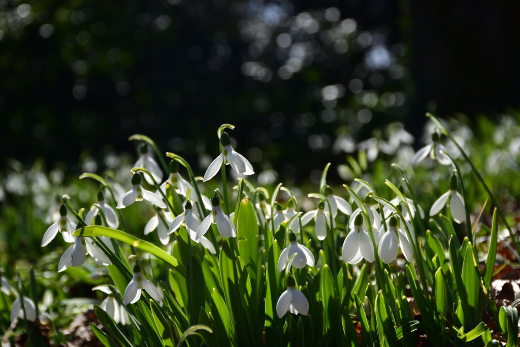 220209京都植物園48