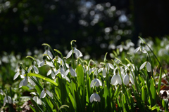 220209京都植物園48