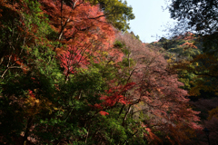 231209箕面33