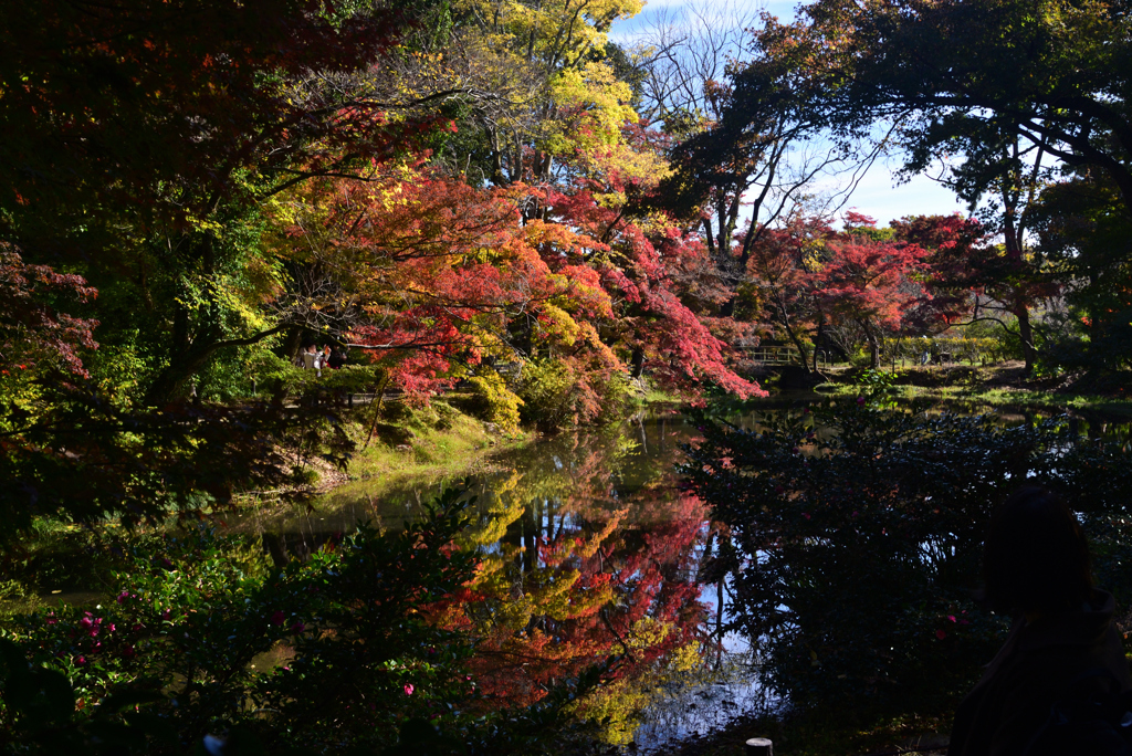 241125a京都植物園42