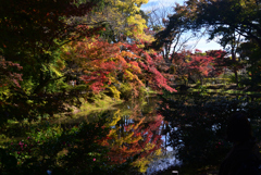 241125a京都植物園42