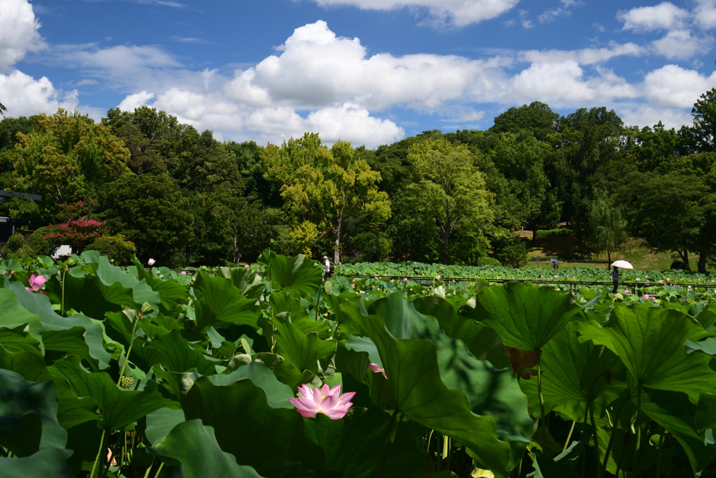 220729万博公園19