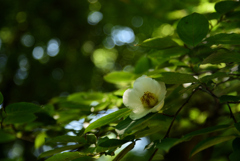 200623京都植物園64
