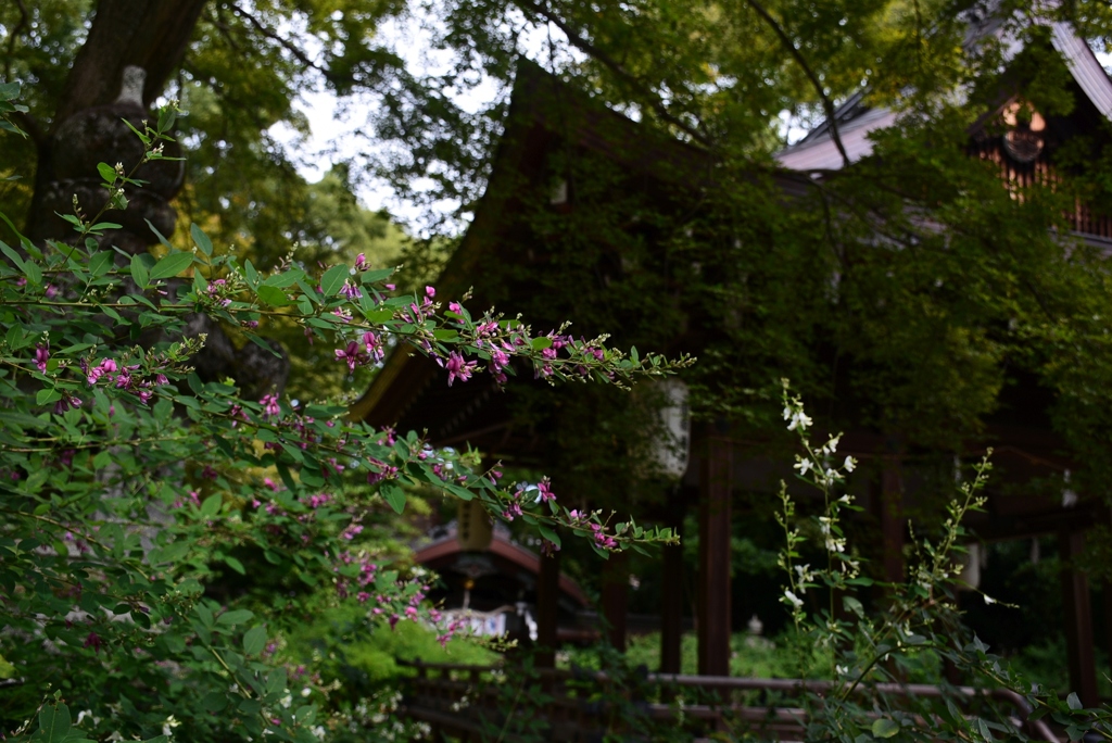 170915c梨木神社25