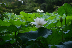 240727京都植物園49