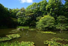 220607平安神宮53