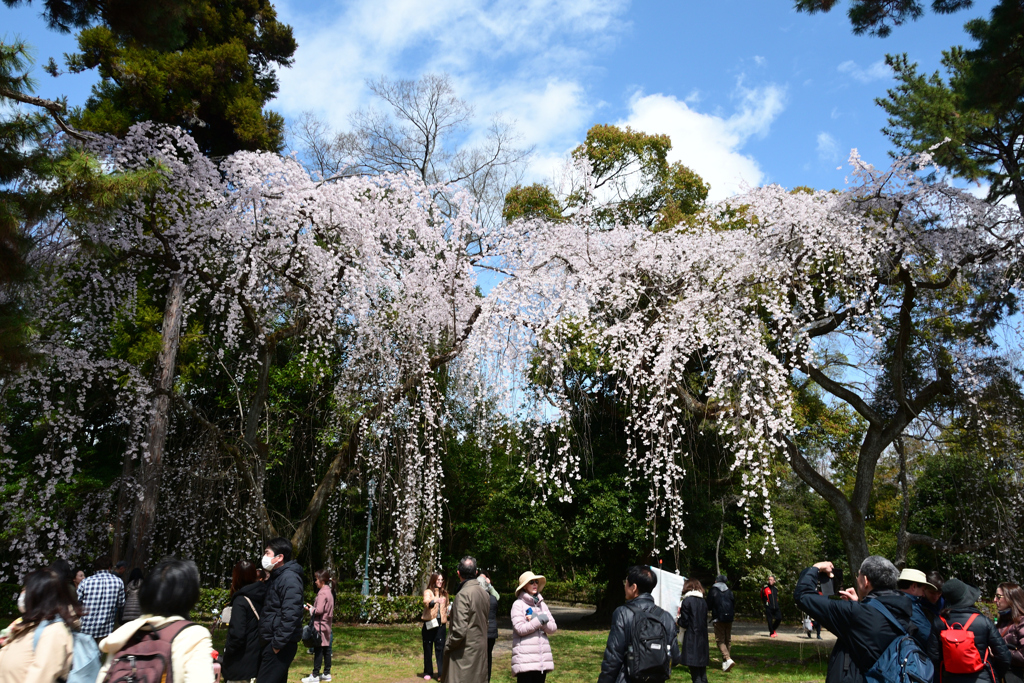 250330b京都御苑17