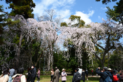 250330b京都御苑17