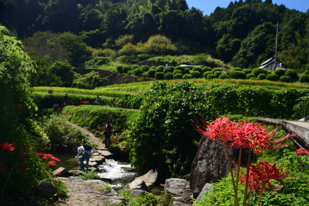 220925a明日香稲渕10