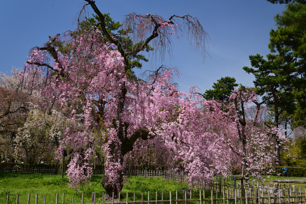 220405a京都御苑45