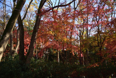 201217下鴨神社08