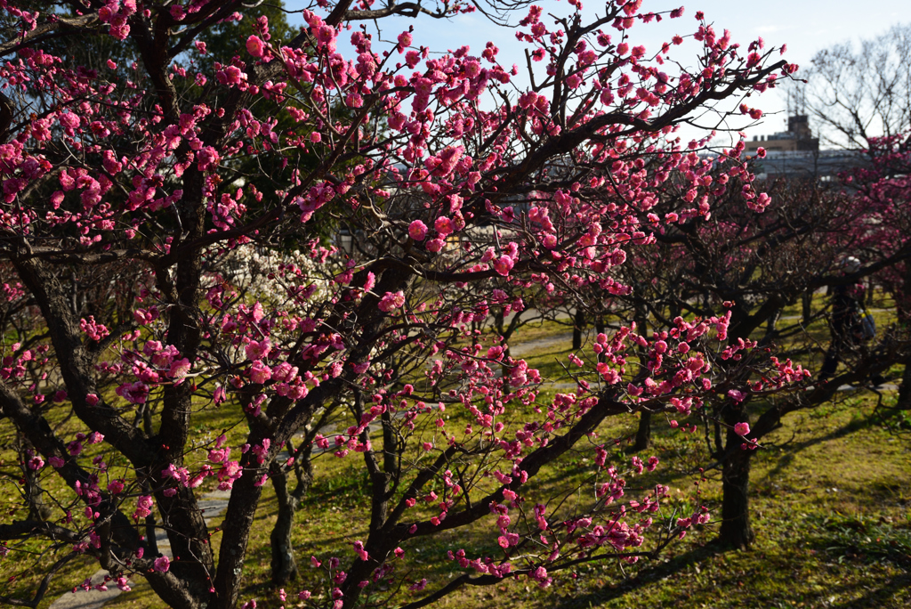 190205d梅小路公園28