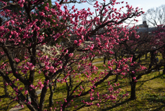 190205d梅小路公園28