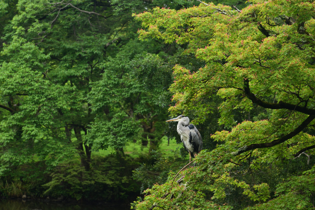 190702京都植物園35