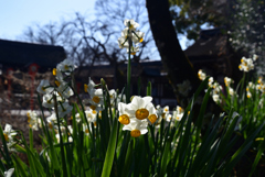 230117c平野神社29