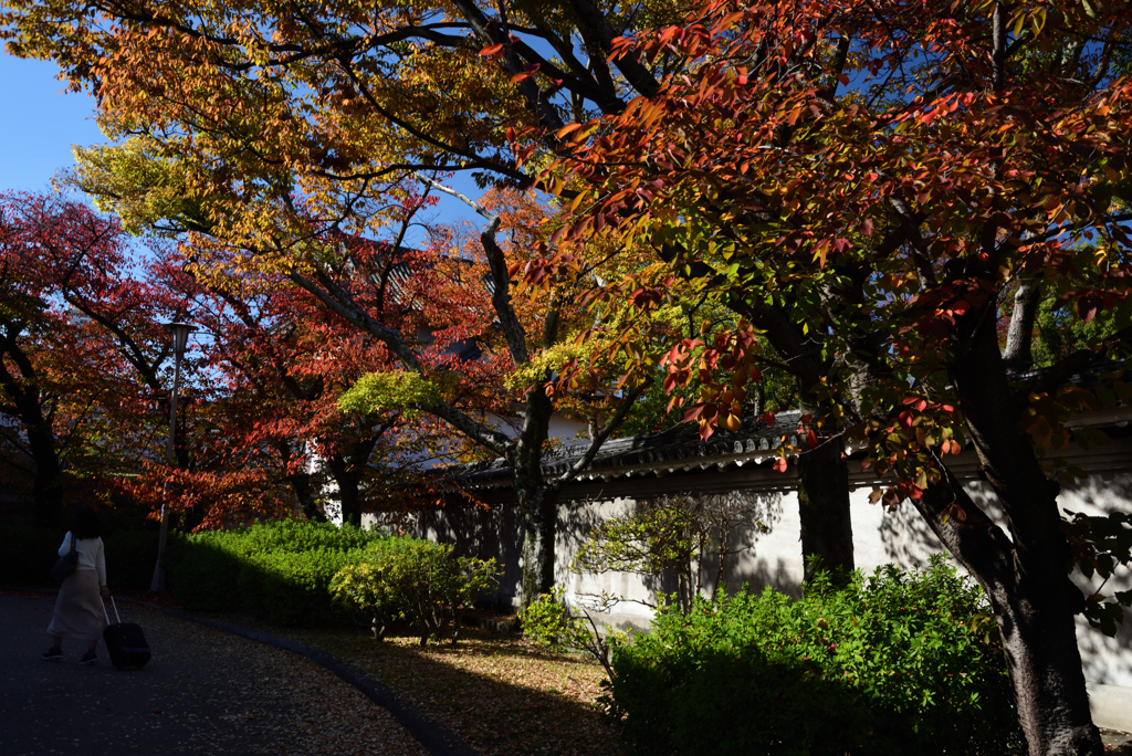 201114大阪城19