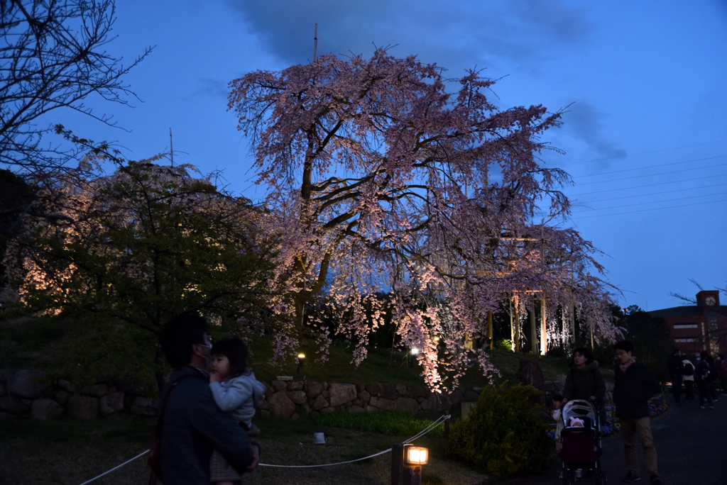 190331c宇治植物園47