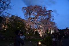 190331c宇治植物園47