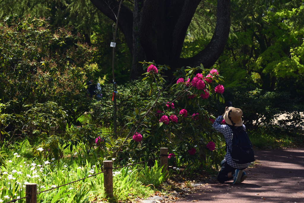 190420d京都植物園07