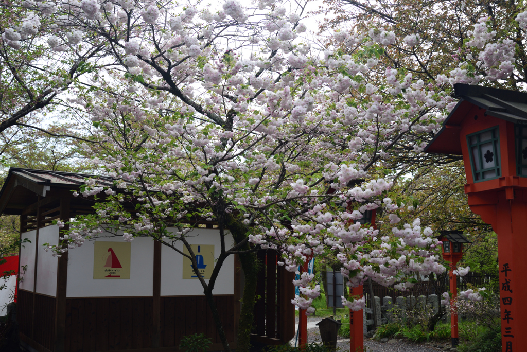 210408b平野神社01