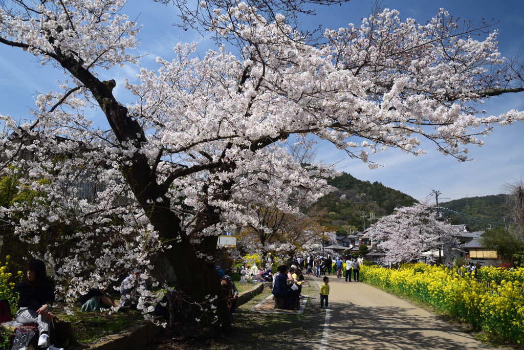 210327a山科疎水36