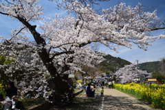 210327a山科疎水36