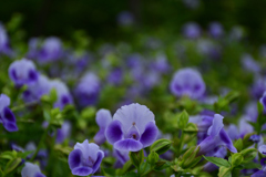 240929京都植物園05