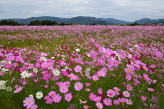 211018a藤原宮跡04