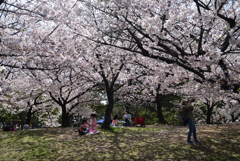 210401a浜寺公園35