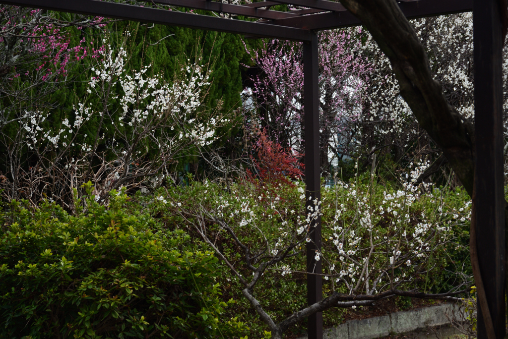 210223a梅宮大社24