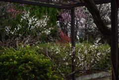 210223a梅宮大社24