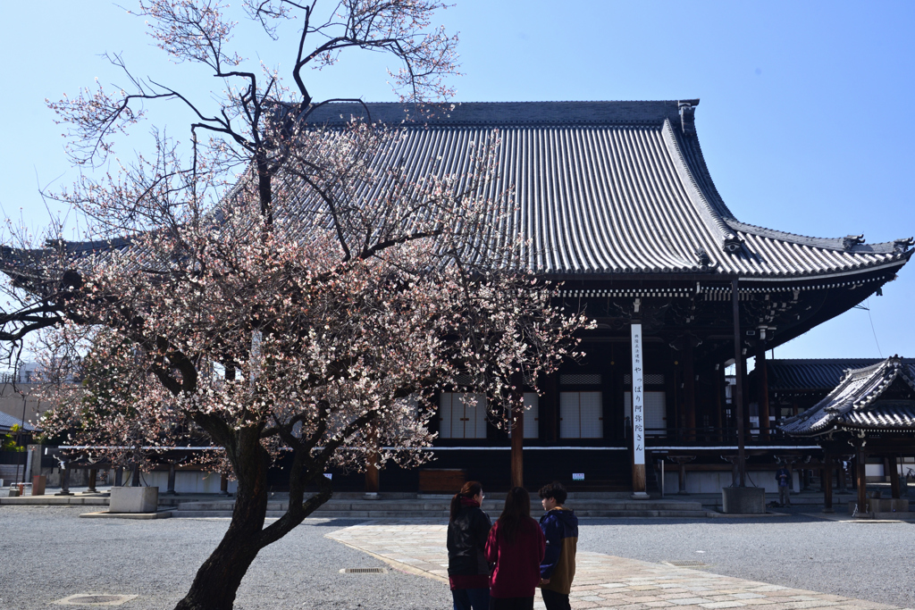 250314c興正寺03