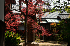 250412四天王寺01