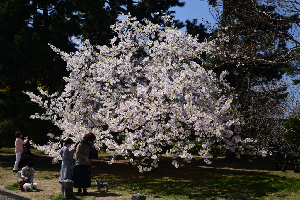220405a京都御苑36