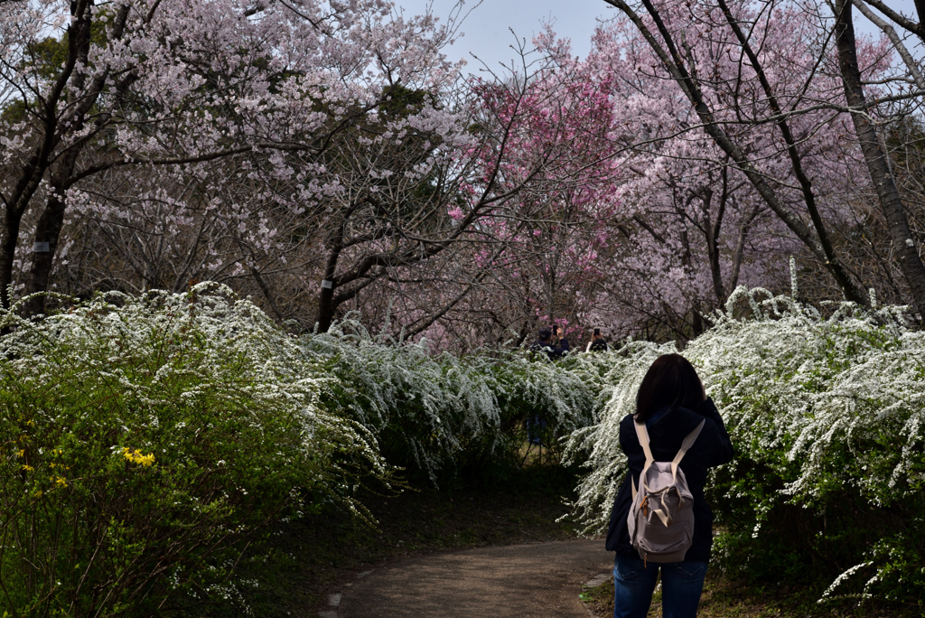 190329b京都植物園02