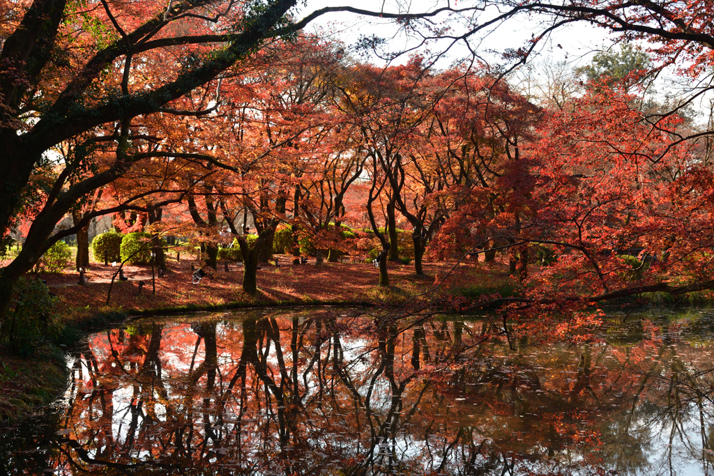 251207a京都植物園33