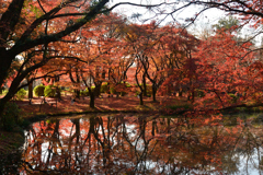 251207a京都植物園33
