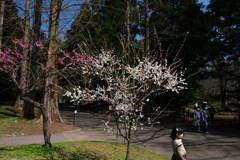 250322京都植物園15