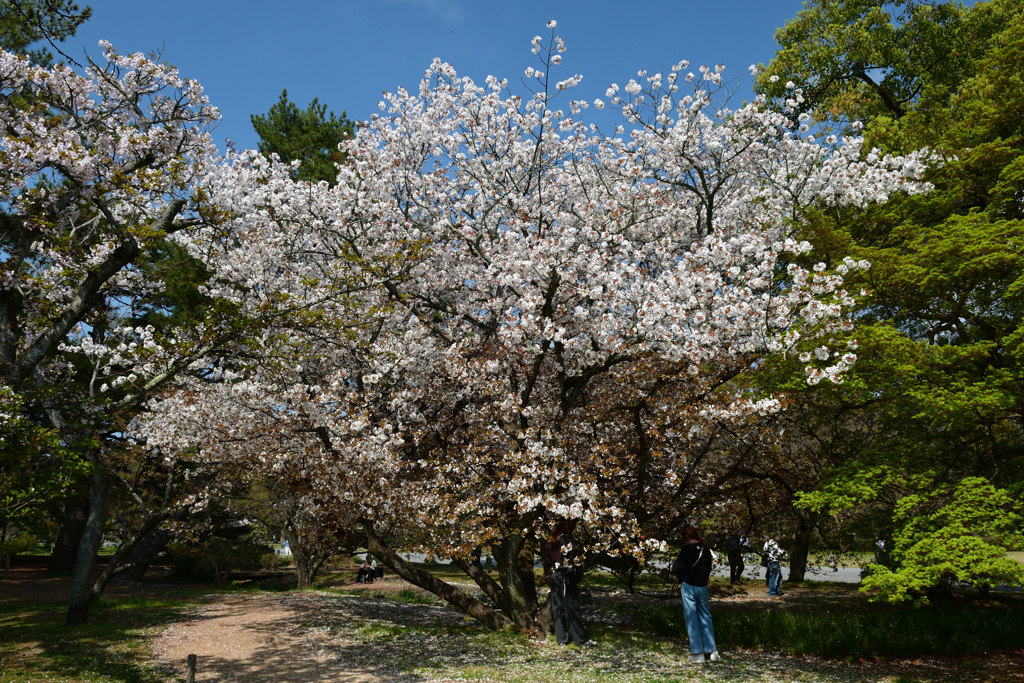 250411b京都御苑35